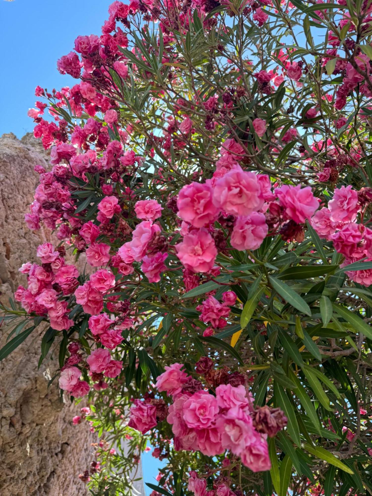 La Rosa Blu Acomodação com café da manhã Gerace Exterior foto